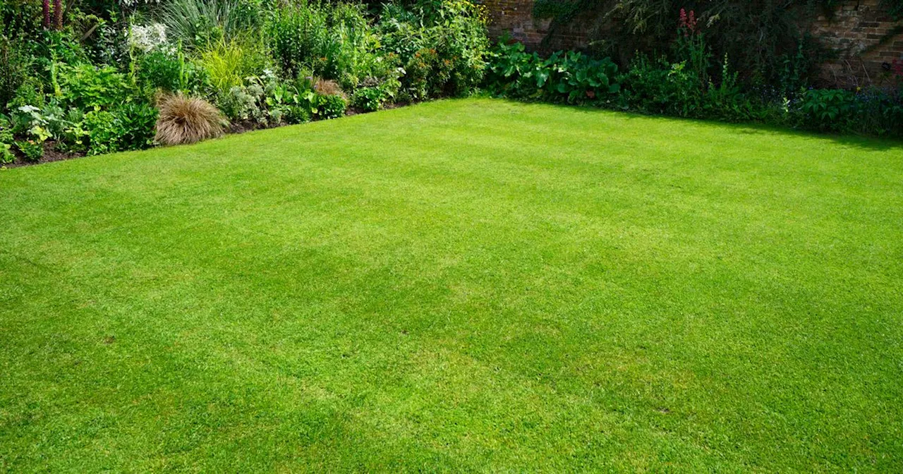 Gardening expert's simple five-step trick to get lush lawn in just four weeks