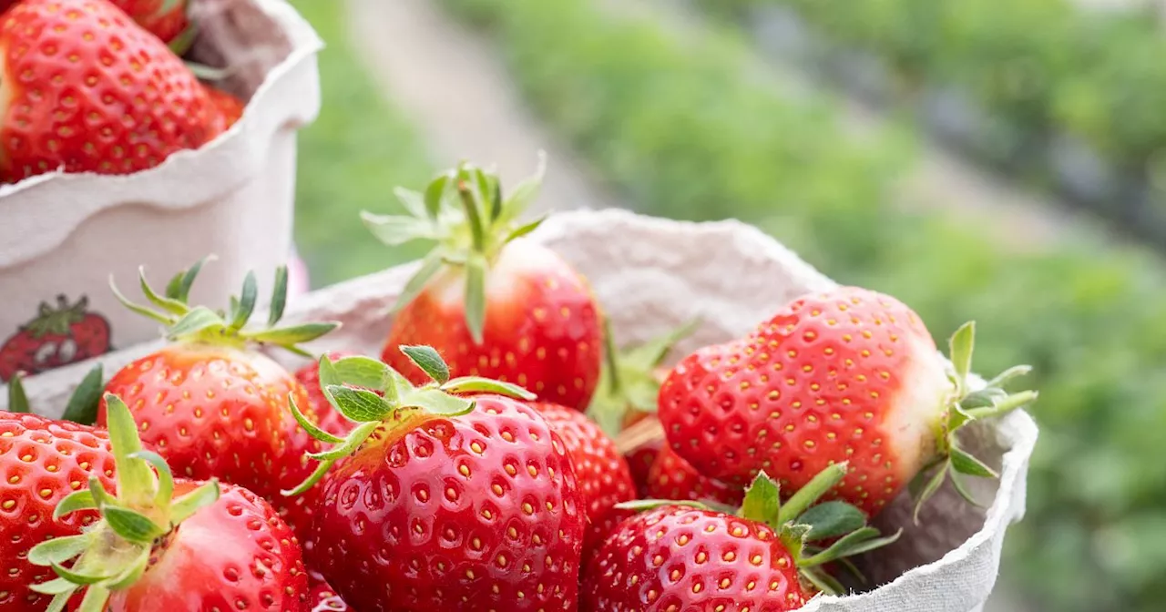 Erdbeersaison startet im Kreis Höxter – So viel kosten die Erdbeeren