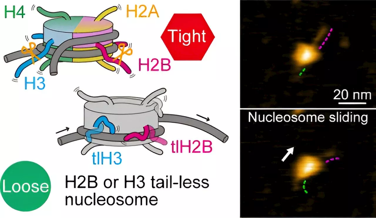 High-speed atomic force microscopy helps explain role played by certain biomolecules in DNA wrapping dynamics