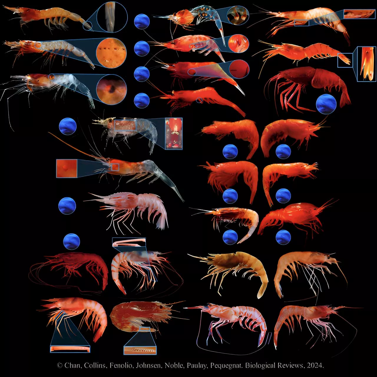 New study finds bioluminescence more common than previously thought in deep‐sea shrimp