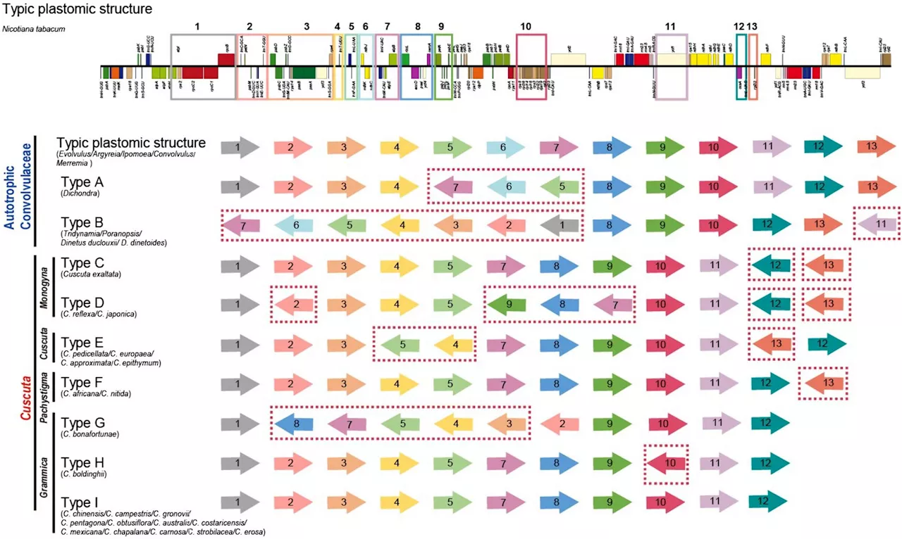 Parasitic habit drives plastid genome structural variation and gene loss in Cuscuta species