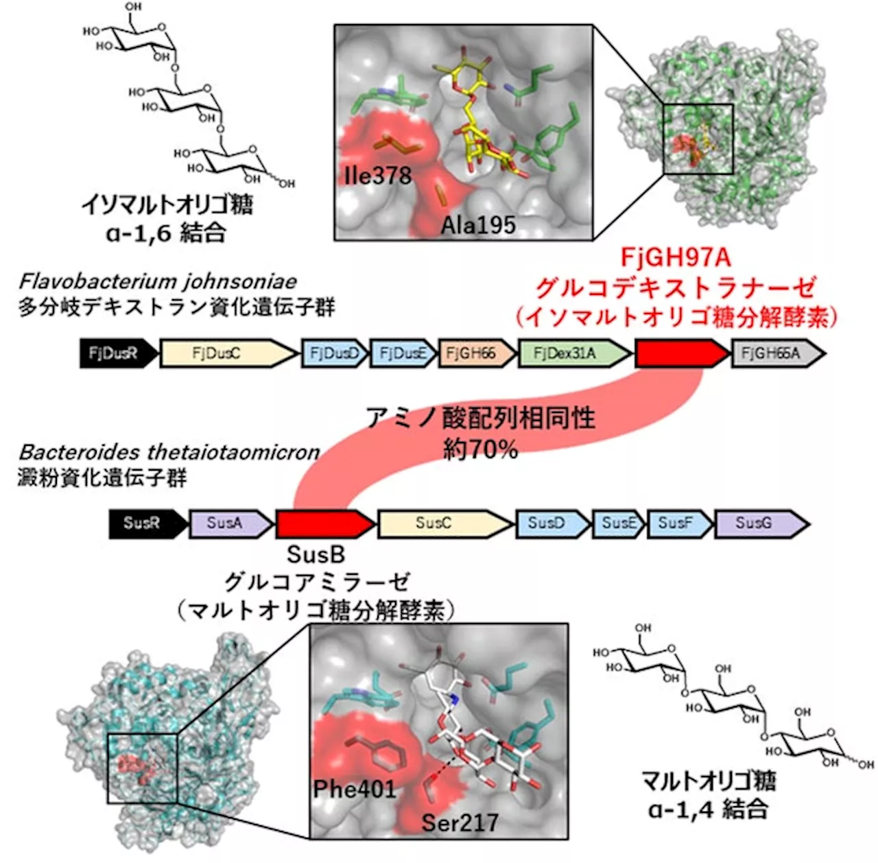 プレバイオティクスであるイソマルトオリゴ糖を分解する細菌酵素の立体構造を解明