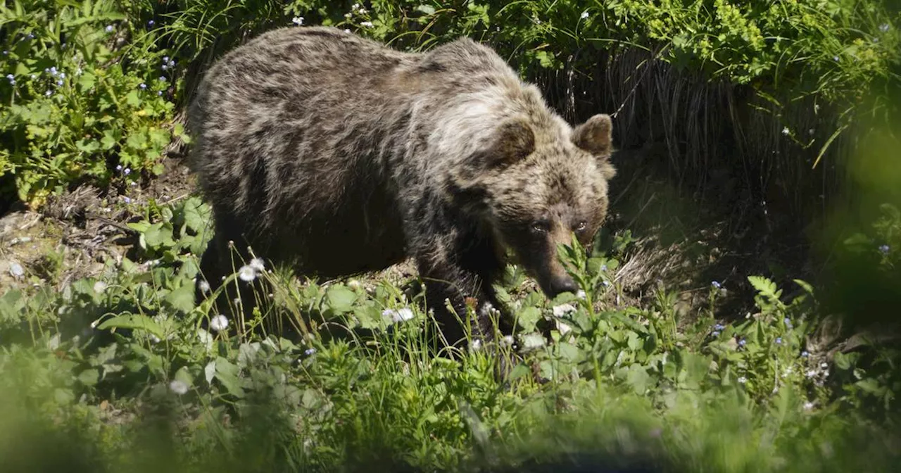 Frage bei Tiktok: Lieber mit einem Mann im Wald oder einem Bären?​