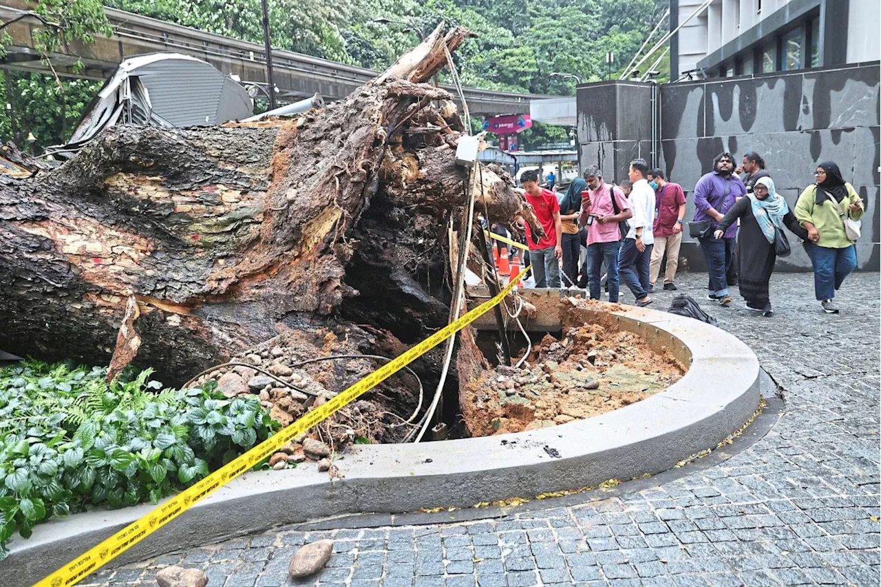 Family of man killed in tree-falling incident to get Socso benefits, says Sim