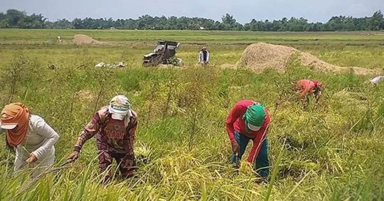 Local group to government: Junk Rice Tarrification Law