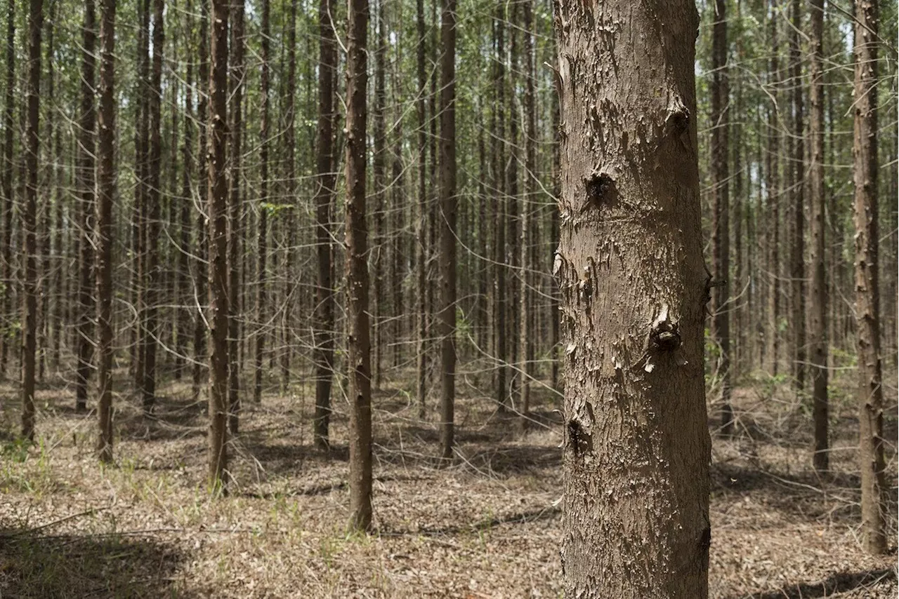 Arauco recebe licença de instalação para sua primeira fábrica de celulose no Brasil