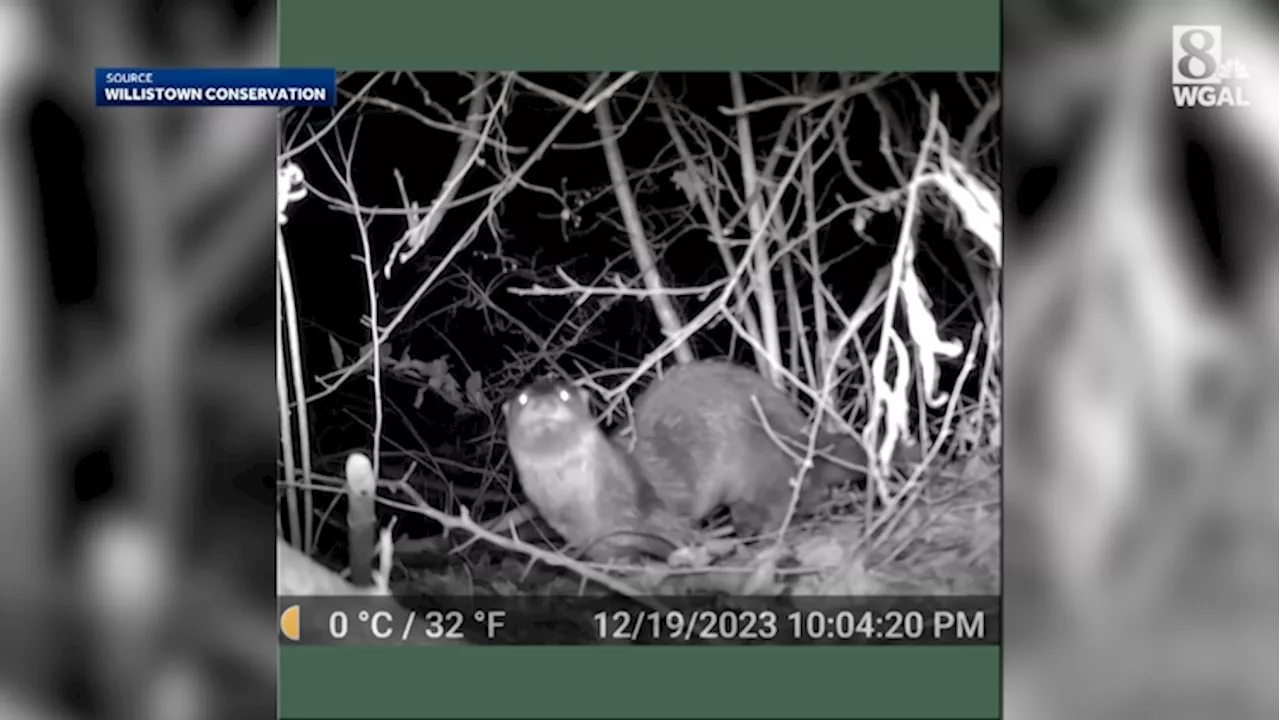 River otter spotted in Chester County creek for first time in 100 years