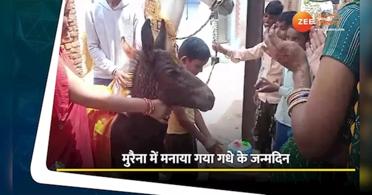 Donkey Video: मुरैना में गधे का मनाया बर्थडे, काटा केक, दी दावत, देखें Video