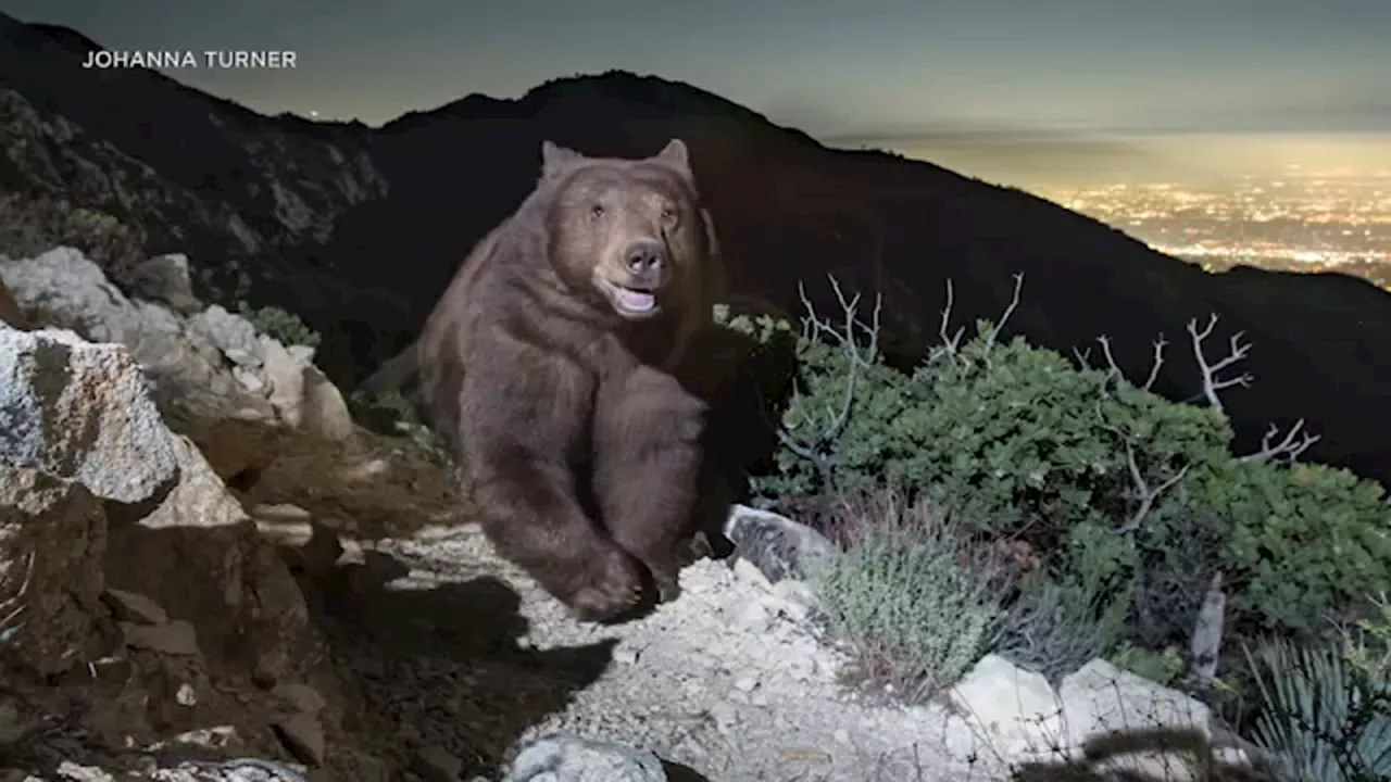 Photo of 'smiling' black bear looking over Pasadena becomes hit on social media: 'It's everything'