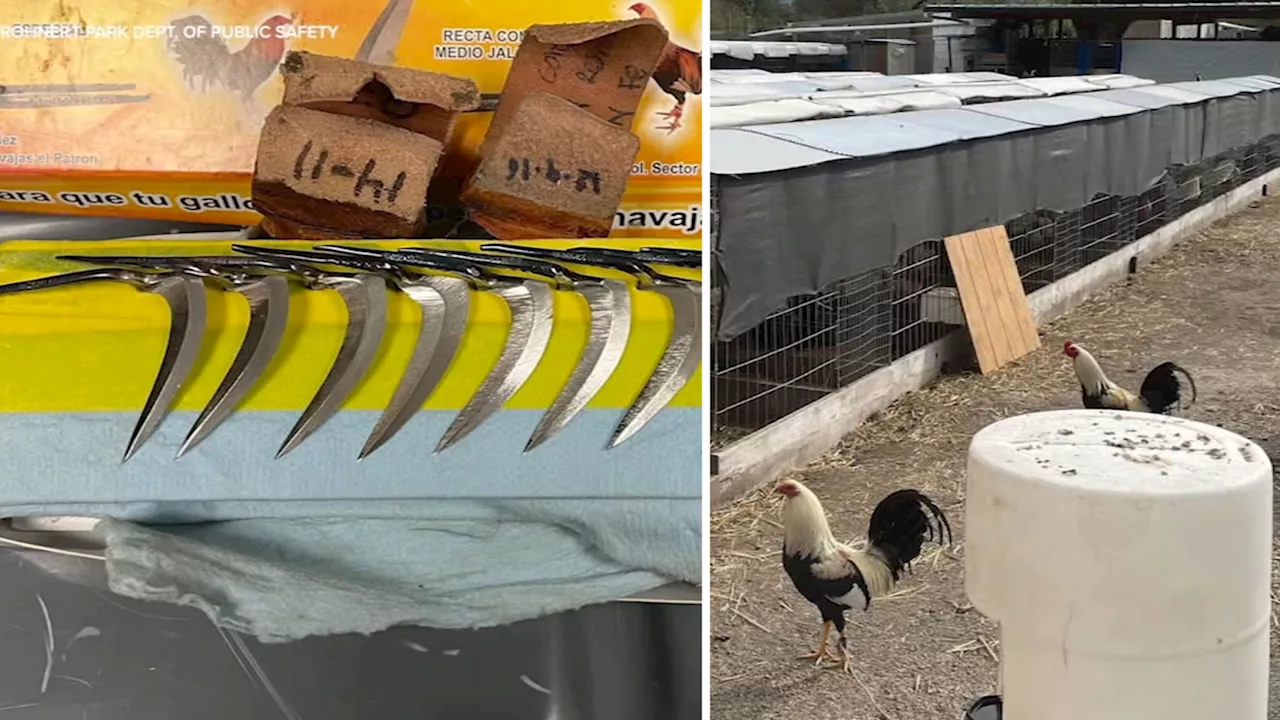 1,000 birds kept for fighting found during North Bay burglary investigation, officials say