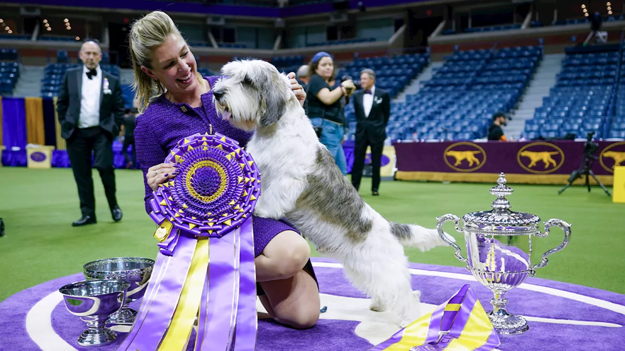 Dog Show 101: What's what at the 148th annual Westminster Kennel Club competition in NYC