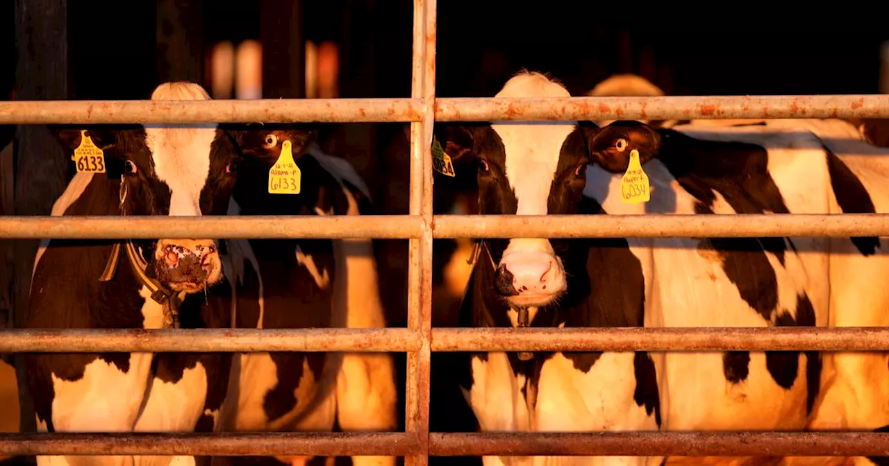 U.S. pledges money and other aid to help track and contain bird flu on dairy farms