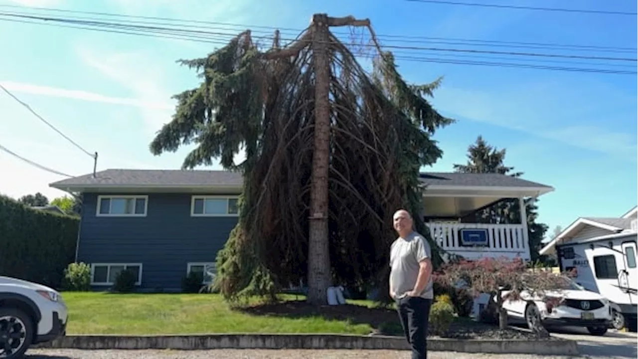 Kelowna man bemoans 'awful,' unexpected FortisBC tree work