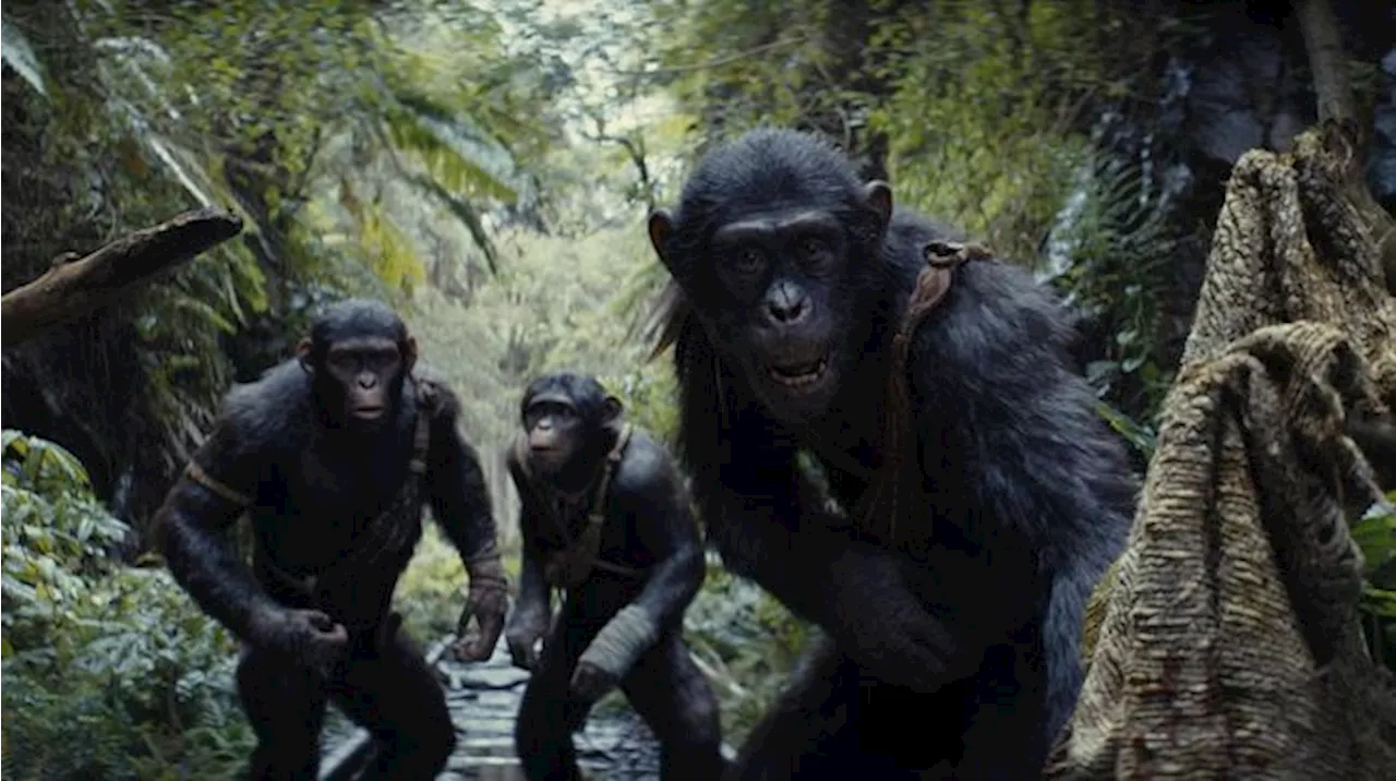 Penjelasan 5 Karakter Penting Kingdom of the Planet of the Apes