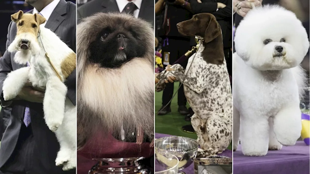 Top dogs: Previous 'Best in Show' winners at the Westminster dog show