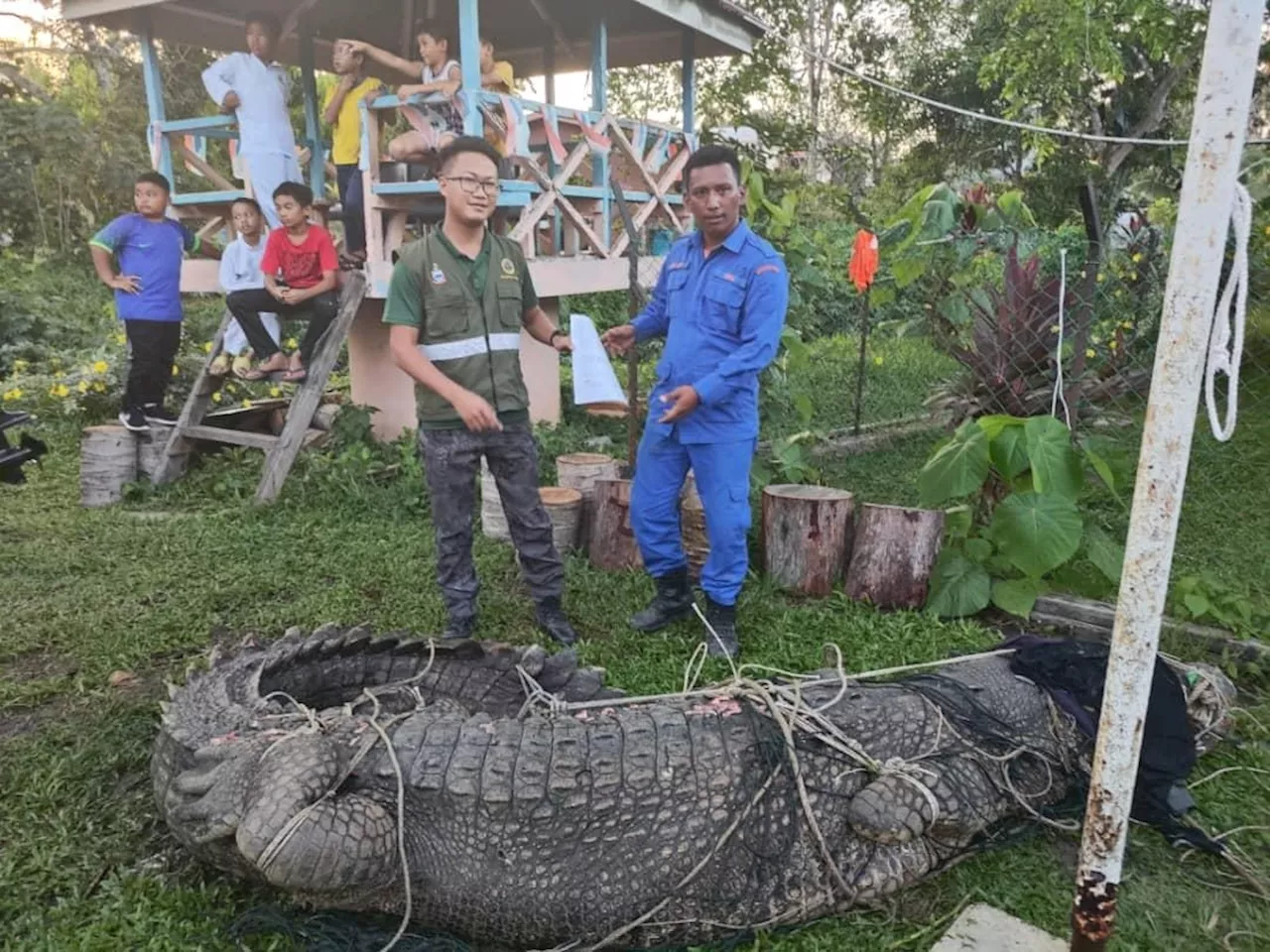 Crocodile trapped in fisherman’s net