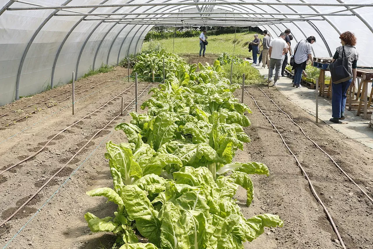 La huerta del Basque Culinary Center: un aula abierta de iniciación e innovación