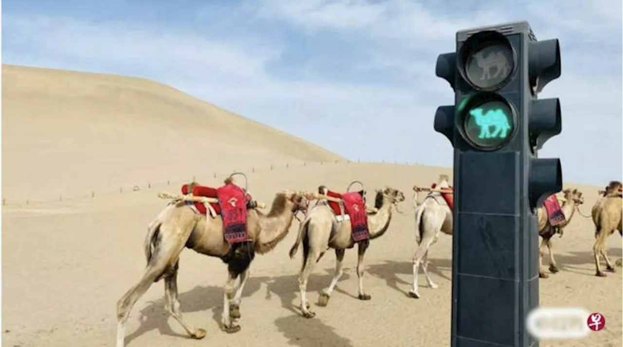 چین کے صحرا میں اونٹوں کیلئے ٹریفک سگنلز نصب