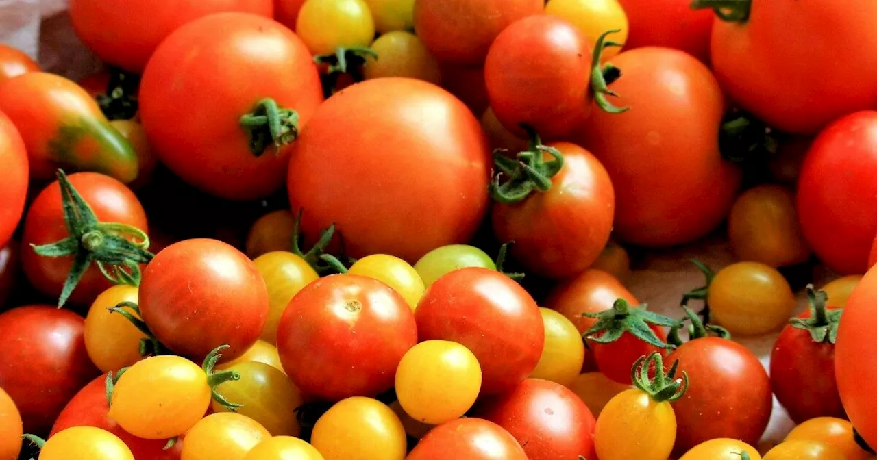 Mangiano pomodorini a scuola: 132 bambini intossicati. “Li ha forniti il ministero”