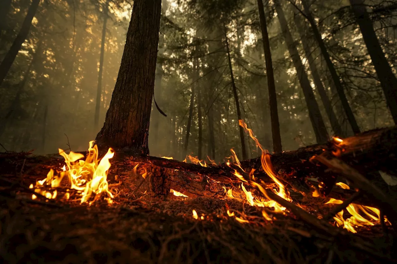 Wildfire triggers evacuation of ‘multiple neighbourhoods’ in Fort Nelson, B.C.