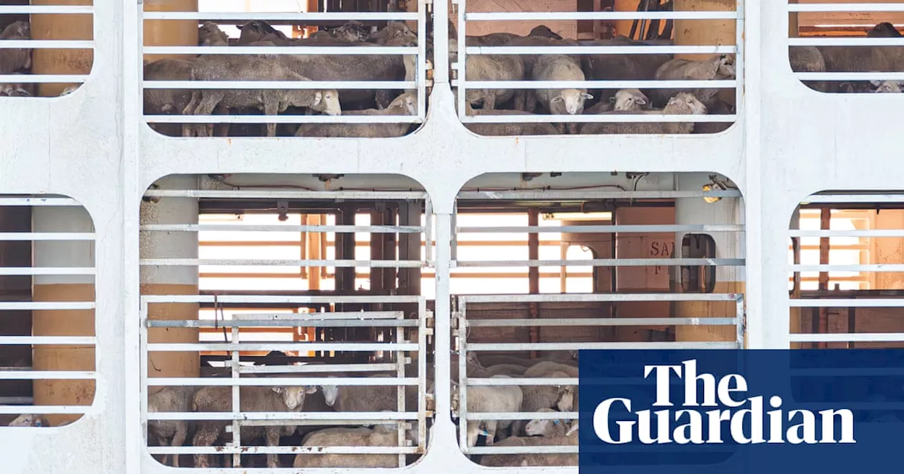 Australian government offers five year $107m package to ban live sheep exports in 2028