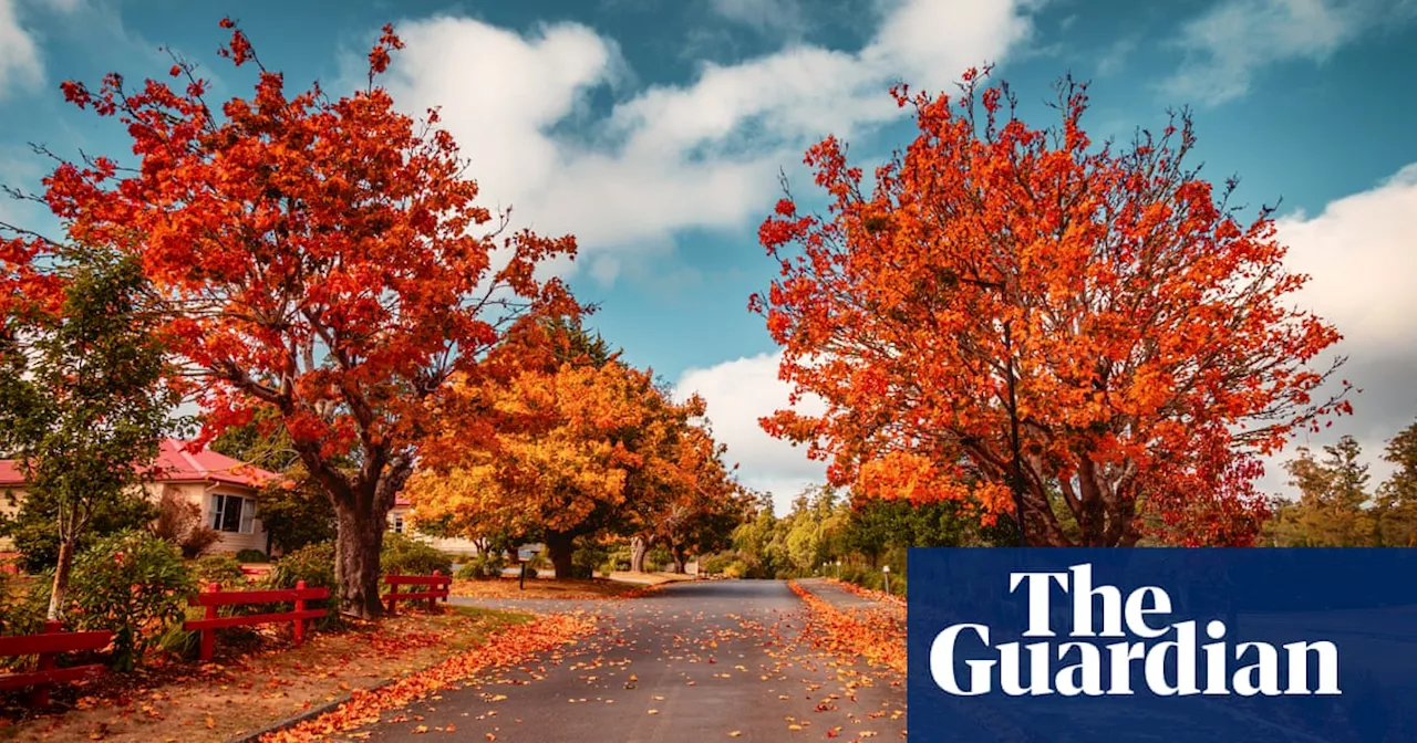 So scarlet it was maroon: five places to watch Australia’s autumn leaves turn