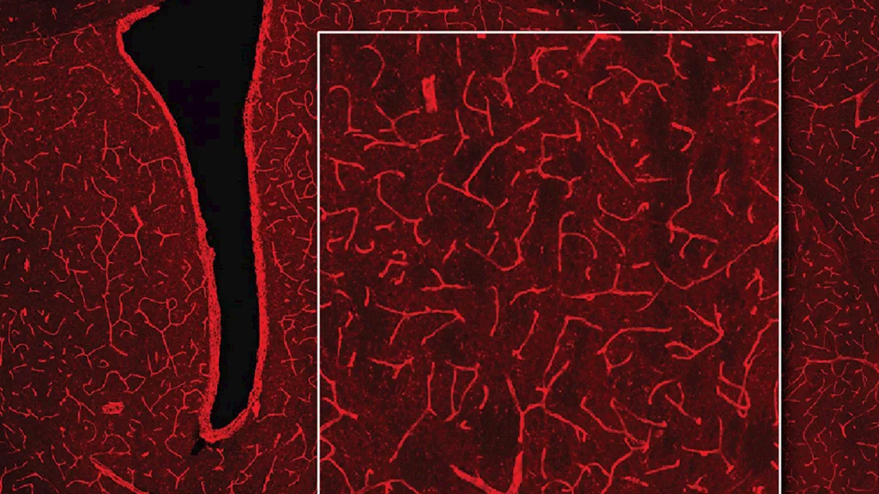 New brain-mapping technique could help reveal how cells communicate