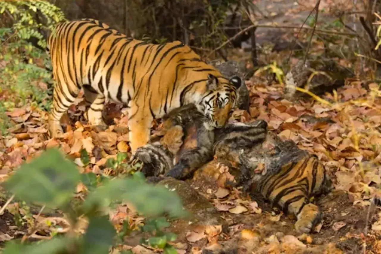 Pekerja Perkebunan Tewas Diterkam Harimau Sumatera, BBKSDA Pasang Kamera Jebak di Sejumlah Lokasi Tewasnya Korban