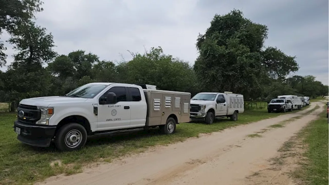 Around 50 people detained after raid of cockfighting event in south Bexar County, BCSO says