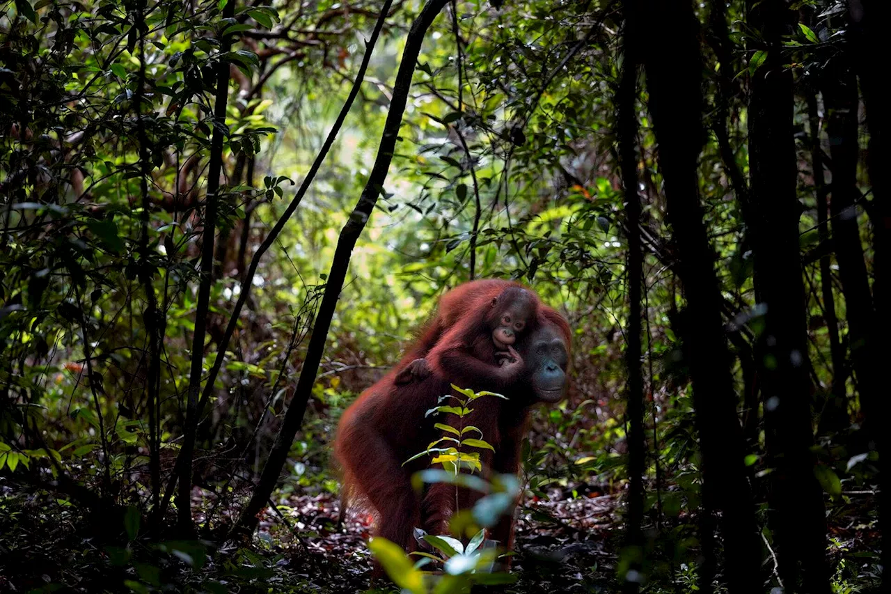 La Malaisie envisage d’entamer une « diplomatie de l’orang-outan »