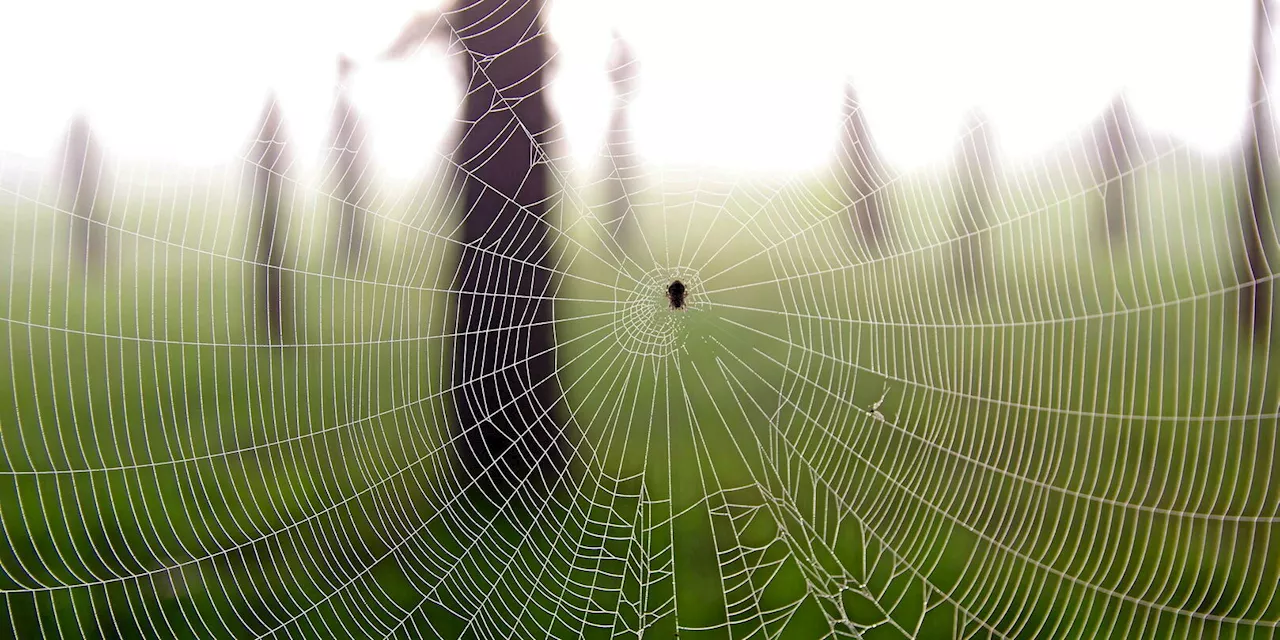 Grande-Bretagne : des araignées sauteuses invasives se répandent