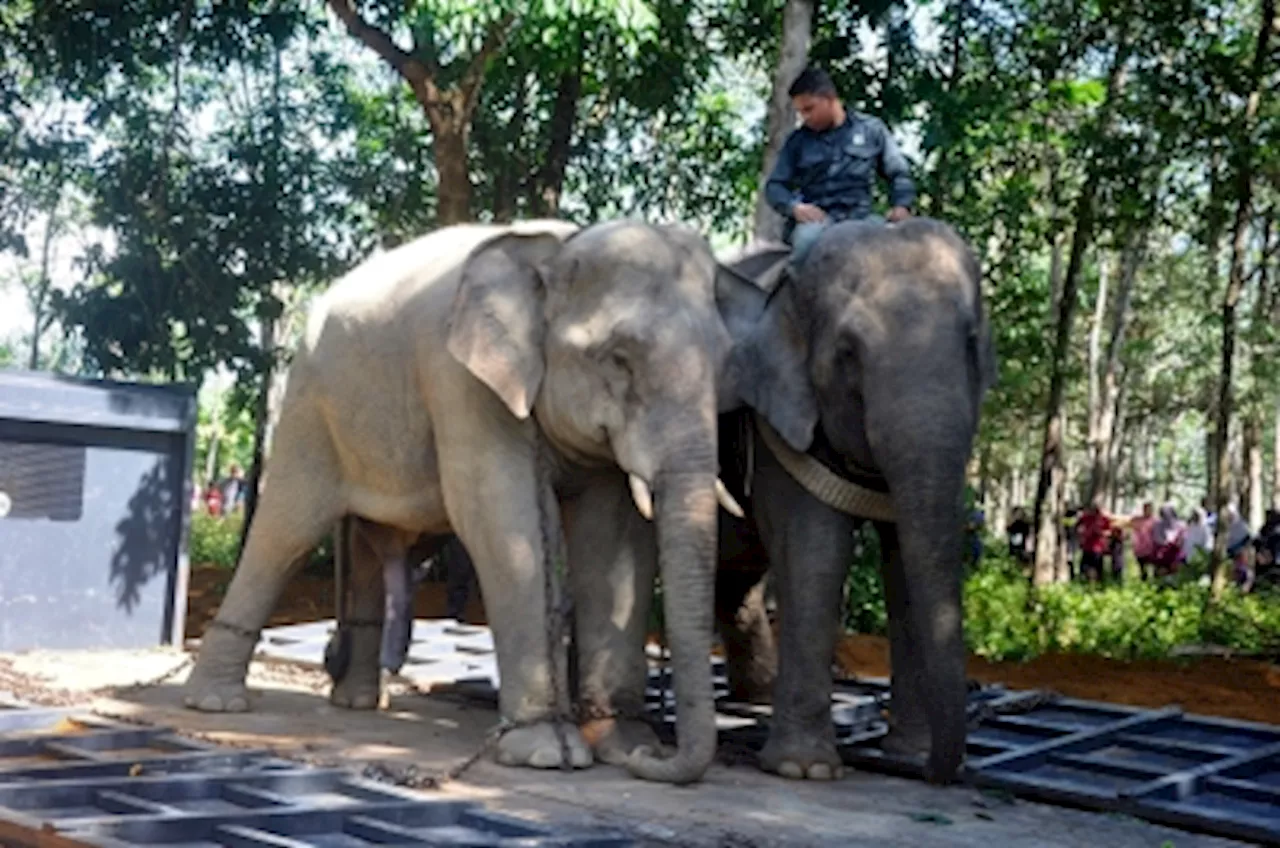 Perhilitan relocates wild elephant in Jertih