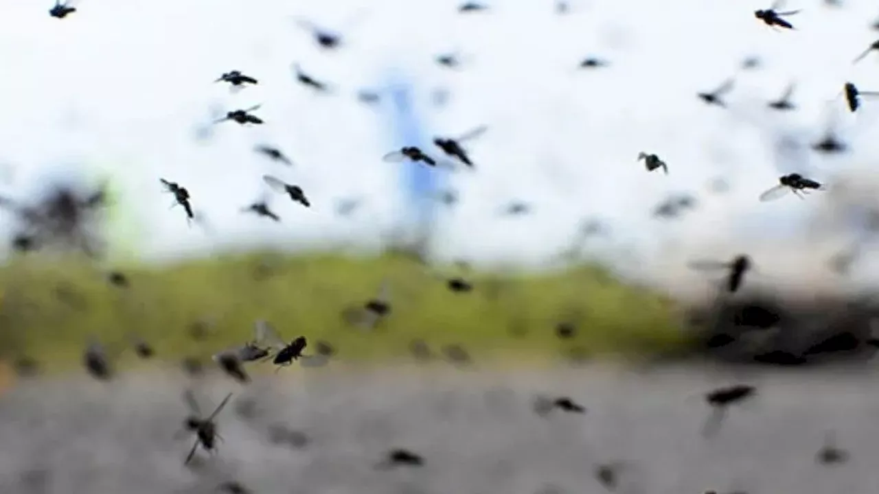 Cuándo se van los mosquitos de Buenos Aires: qué pasa con el dengue