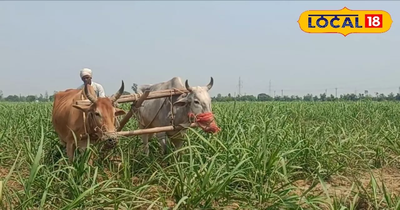 मई में गन्ने की फसल में करें ये 4 काम...खाद डालते समय रखें इन बातों का ध्यान, होगा बंपर उत्पादन