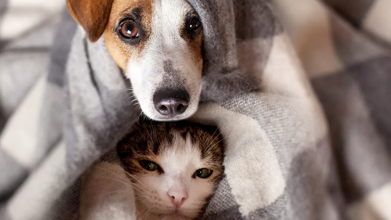 Allergien bei Hund und Katze