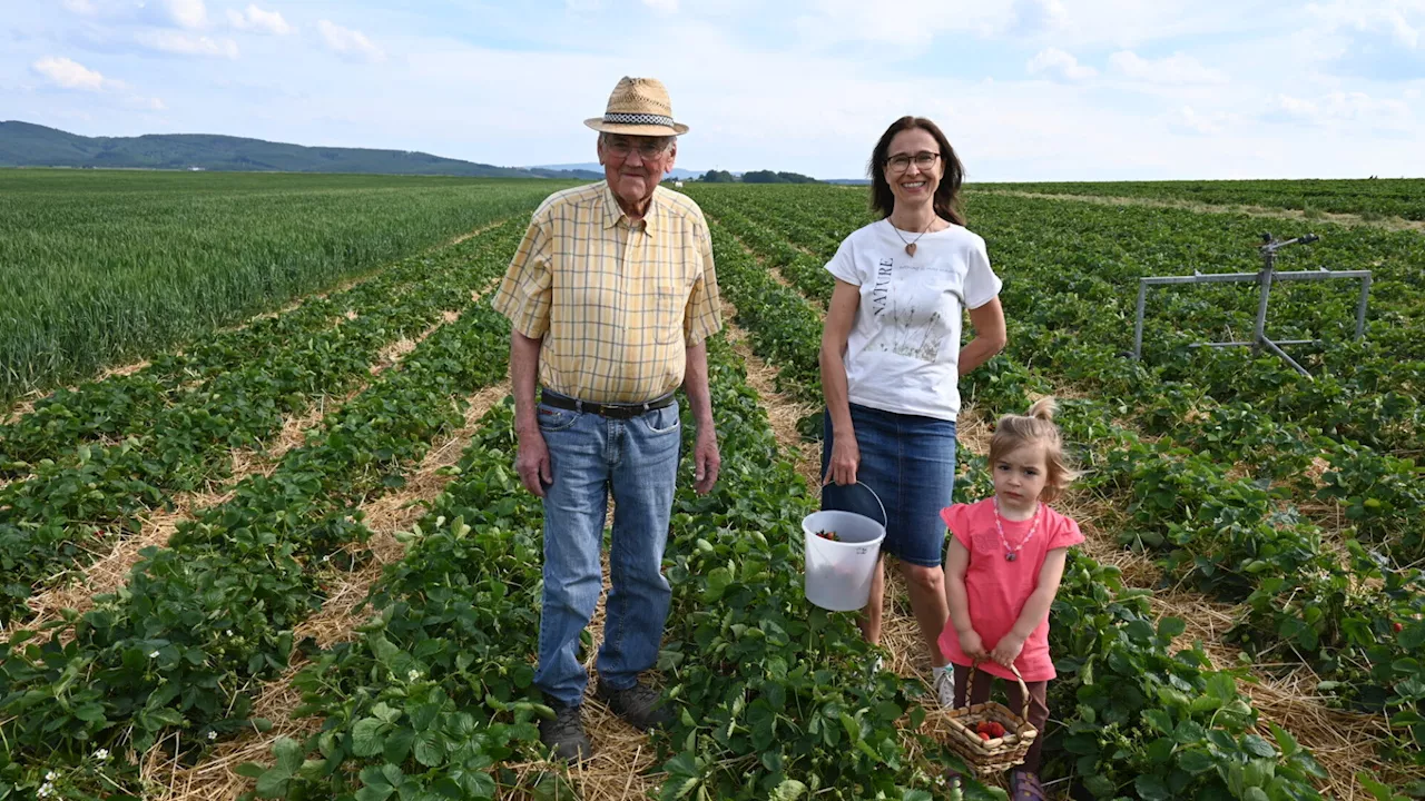 In der Region Neulengbach gibt es bereits die ersten Erdbeeren