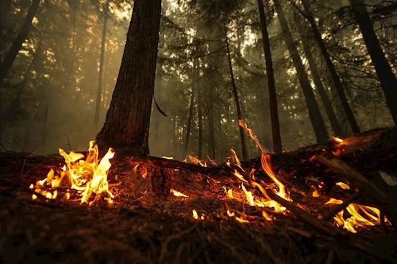 Wildfire triggers evacuation of 'multiple neighbourhoods' in Fort Nelson, B.C.