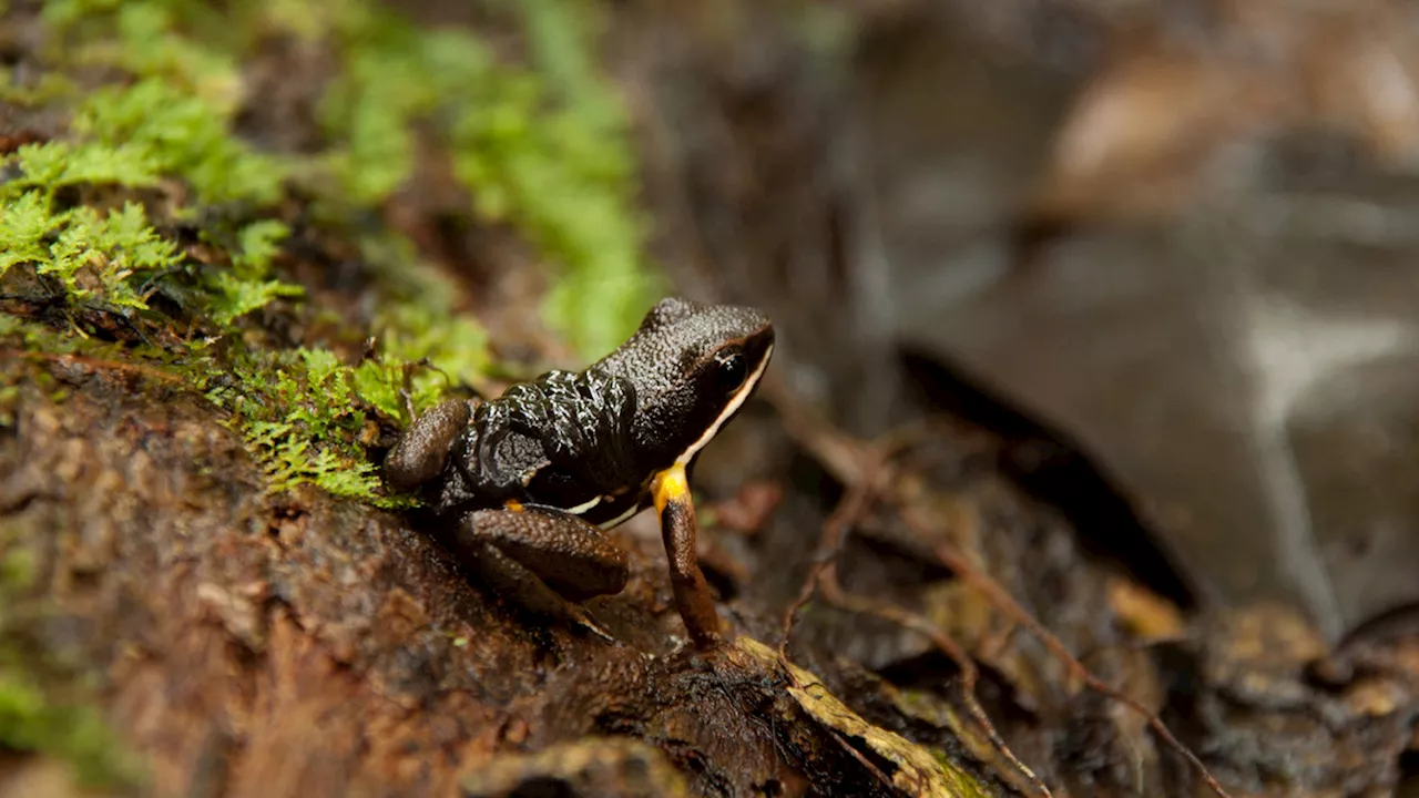 The tender art of tadpole parenting