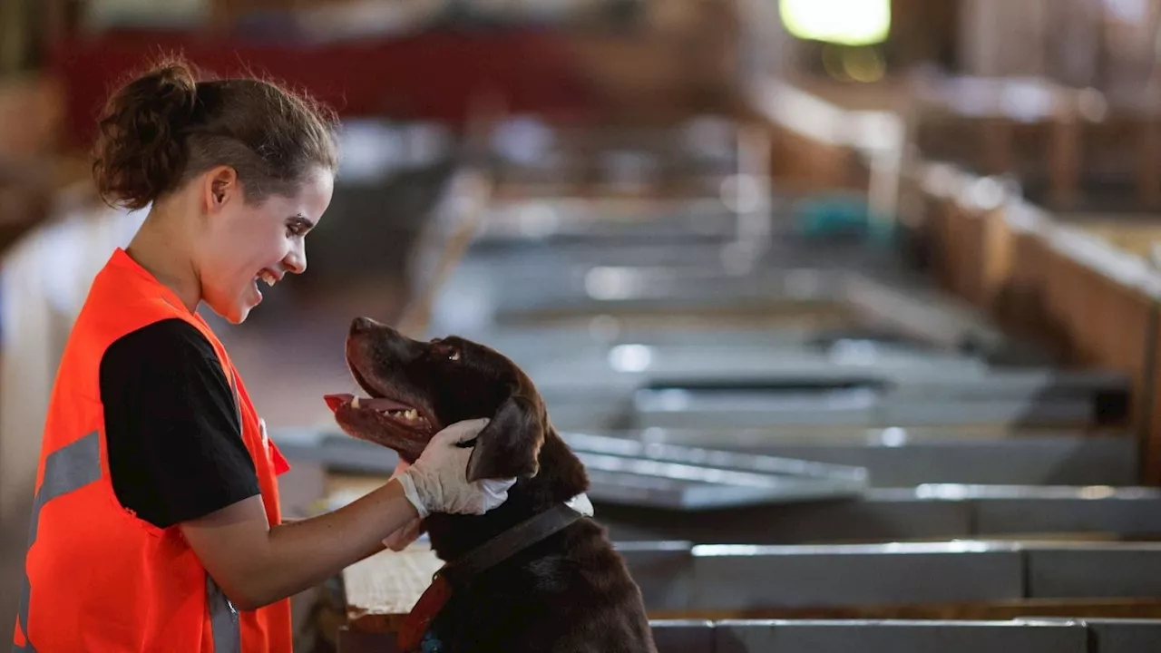 Mais de 10 mil animais já foram resgatados das enchentes do RS