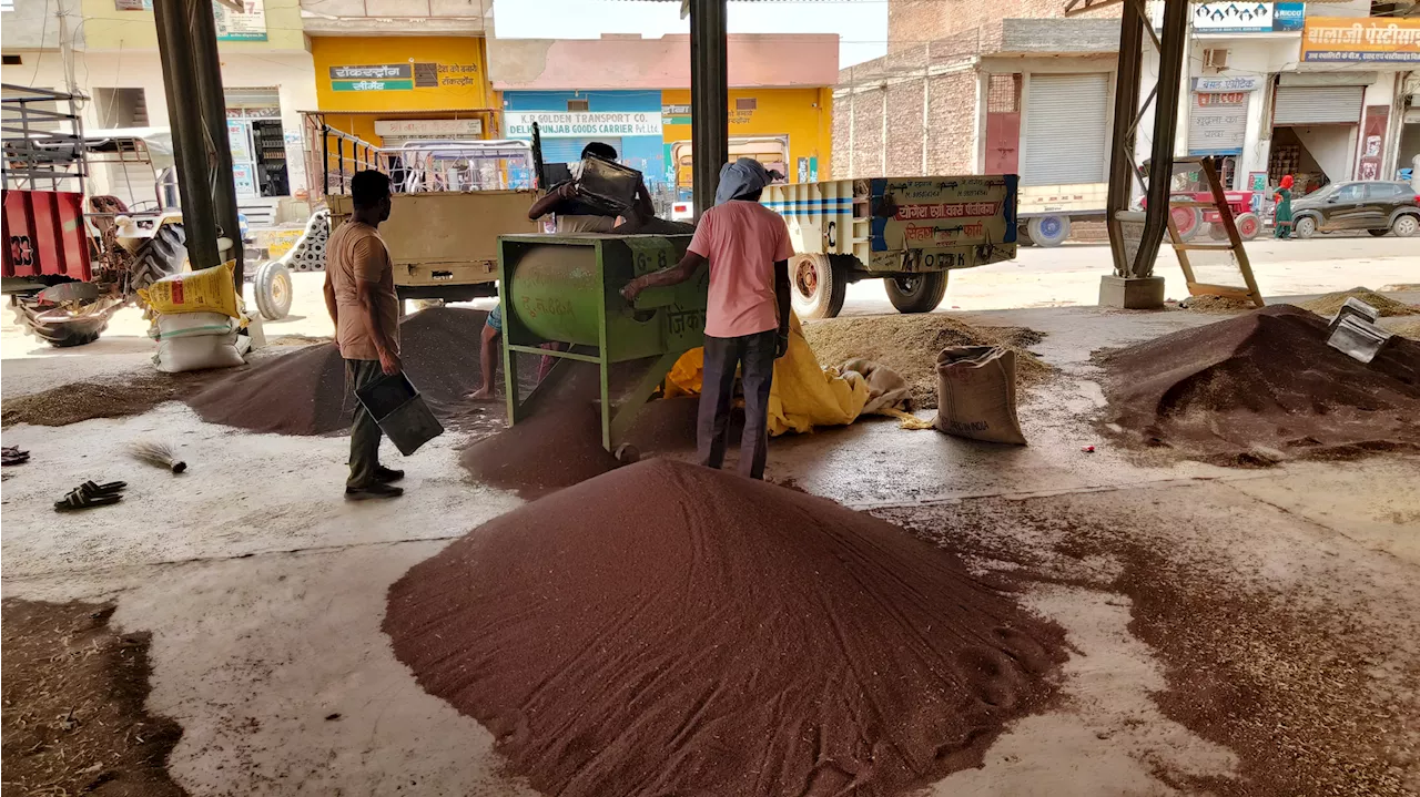 जानकीदासवाला में सरसों की नहीं हुई खरीद,अब सूरतगढ़ में तुलेंगी सरसों