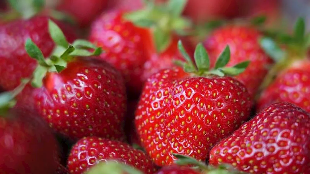 Viele Erdbeeren stark mit Pestiziden belastet: DARAUF solltet ihr beim Kauf achten