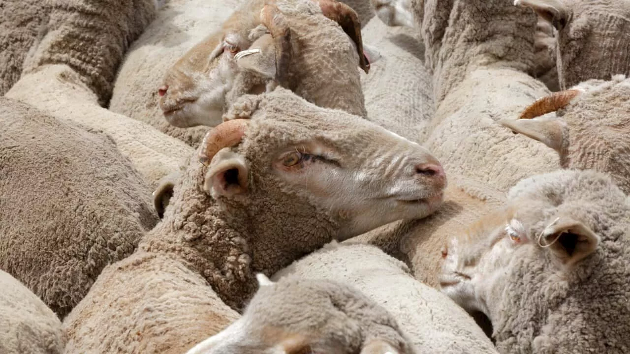 New move to ban live sheep exports from Australia