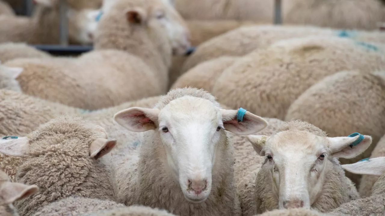 Australia to shut down live sheep export trade by 2028