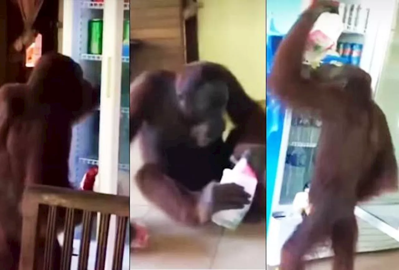 Orangutan helps himself to cool drinks at the Rainforest Development Centre in Sandakan