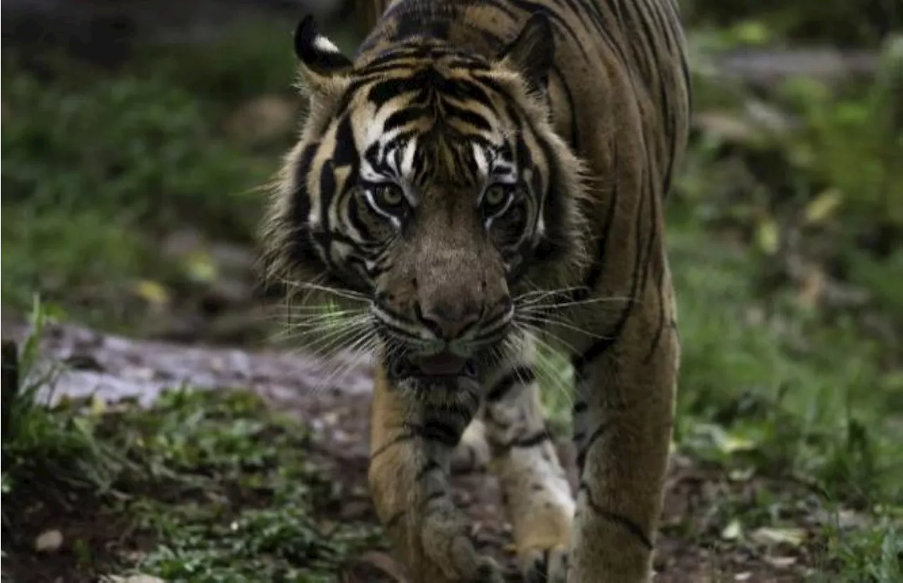 One dead in suspected Indonesia tiger attack