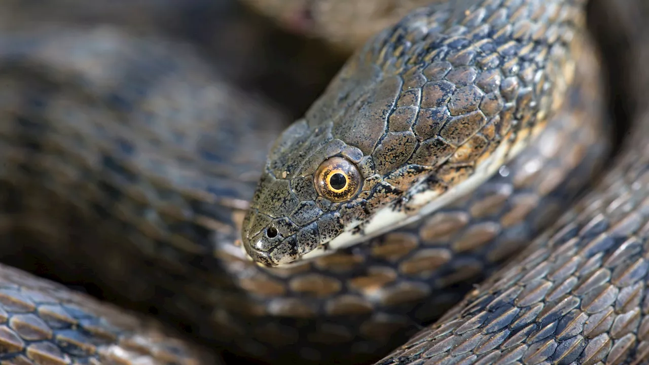 Snakes smear themselves in POO to put predators off eating them, experts reveal