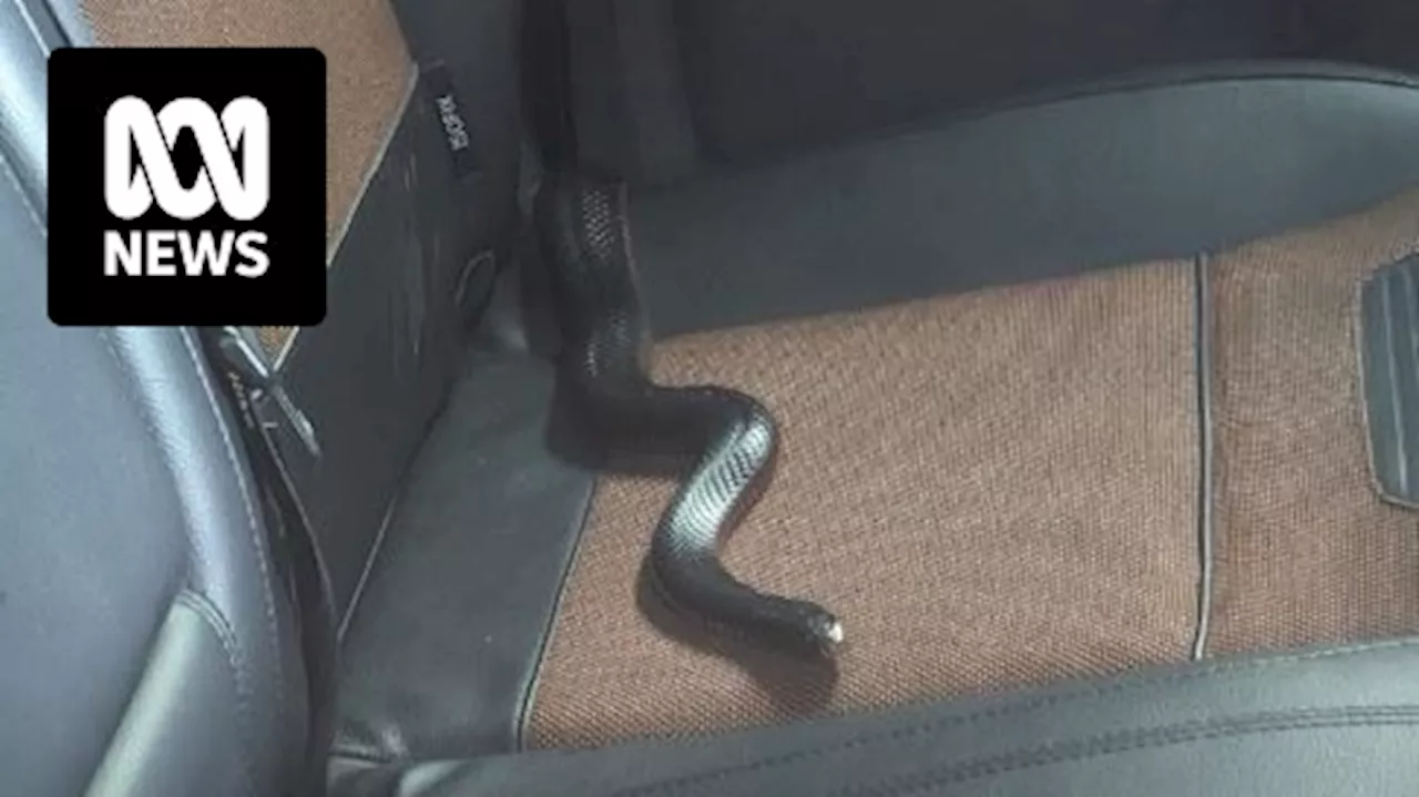 Newcastle woman continues to drive with a red-bellied black snake in her car after four failed attempts to remove it