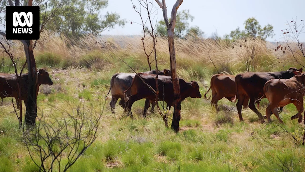 Three men charged over theft of 300 cattle from west Kimberley cattle station