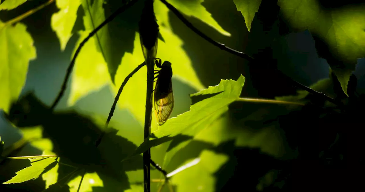 Five myths about periodic cicada emergence