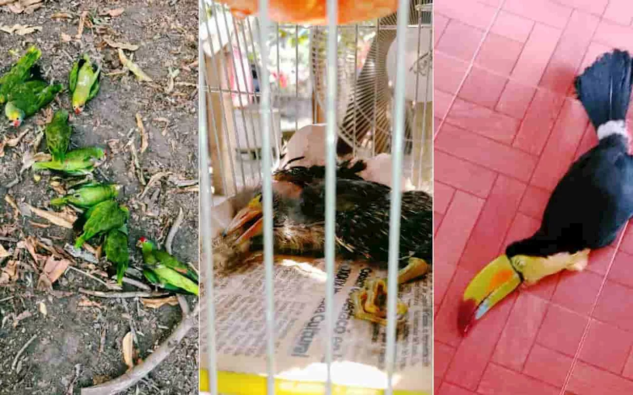  Mueren decenas de aves por fuerte calor en la Huasteca Potosina